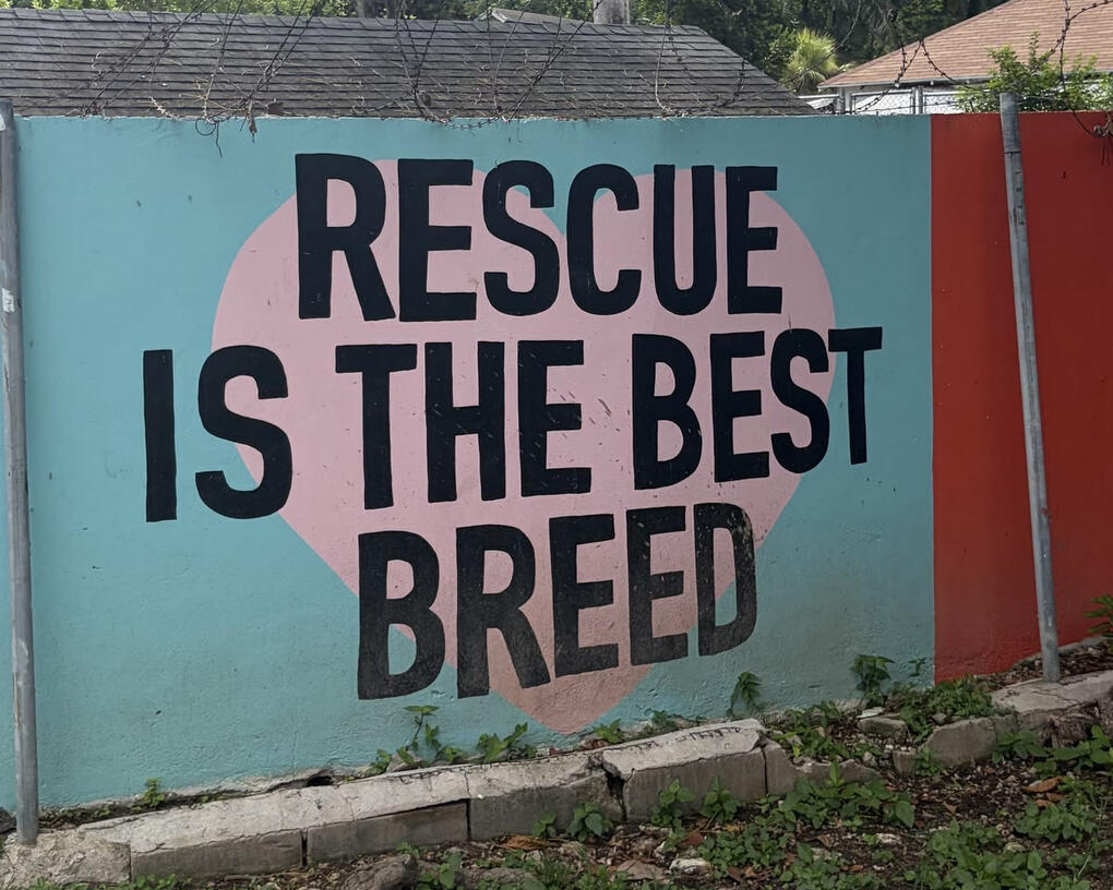 Adopt don’t shop :)
